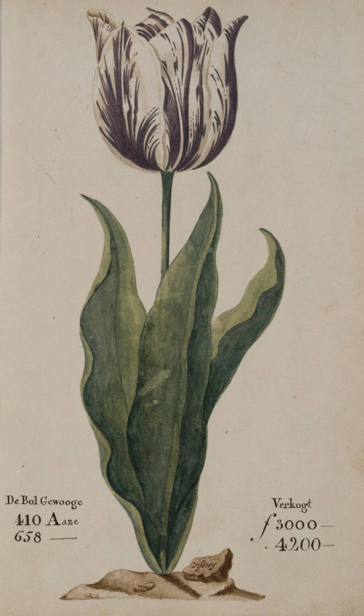Тюльпан сорта «Наместник» в биржевом каталоге 1637 года. Луковица была выставлена на продажу по цене от 3 000 до 4 200 флоринов в зависимости от веса